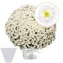 Afbeelding van Bolchrysant gehoest P19 "Geen Kleur"!!! White